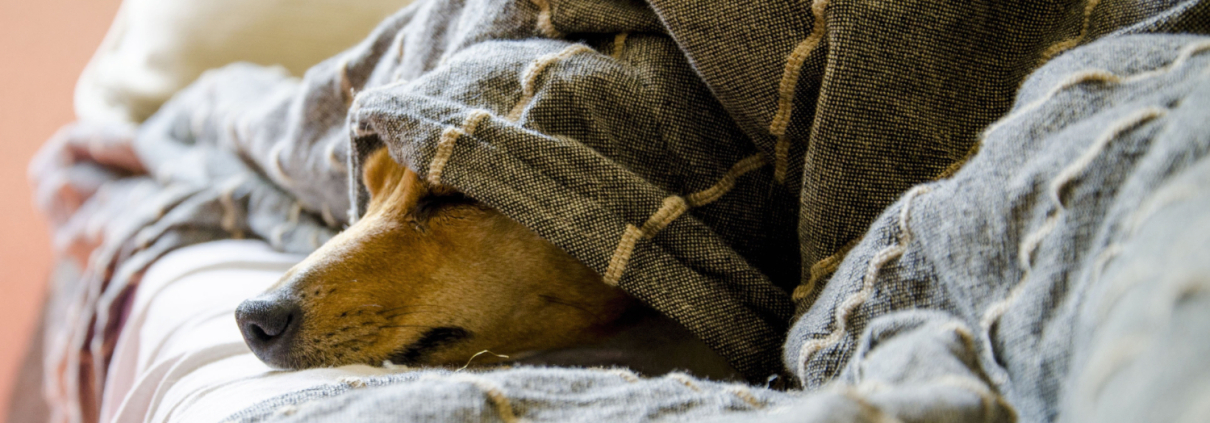 Hund liegt unter Textildecke