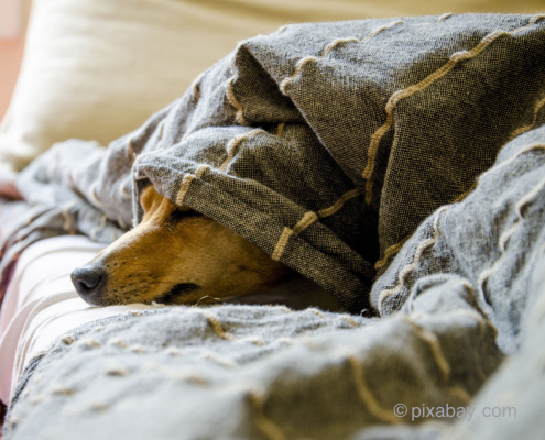 Hund liegt unter Textildecke