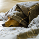 Hund liegt unter Textildecke