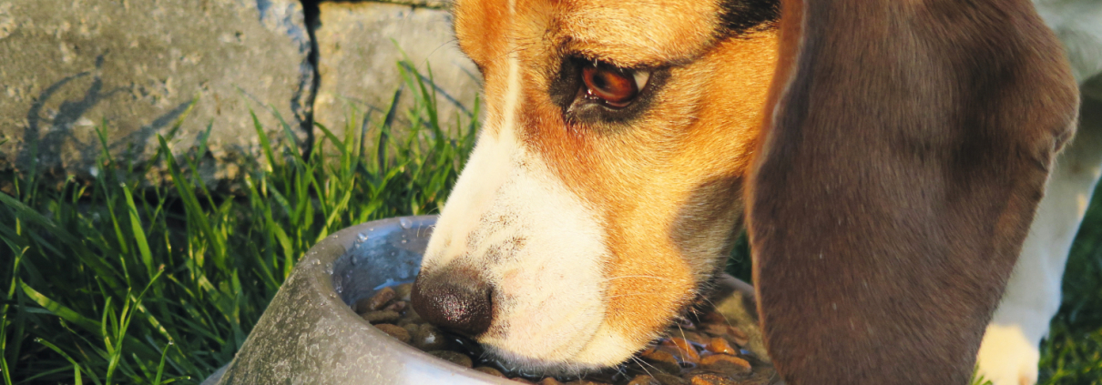 Beagle frisst aus Futternapf