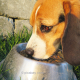 Beagle frisst aus Futternapf